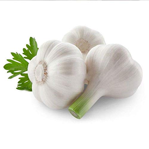 Potseed 200 Stück Herb Knoblauch Samen Biologisch Gemüse Balkon Wunderbare Garten Geschenke Grown von Potseed