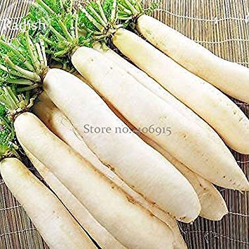 Potseed 2018 heiße Erbstück weißer Rettich Big Bio-Gemüse, 20 Samt, Tasty hot chinesisches Gemüse E3913 Potseed 2018 heiße Erbstück weißer Rettich Big Bio-Gemüse, 20 Samt, Tasty hot chinesisches Gemüse E3913 von Potseed