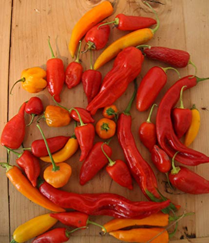 Potseed Historische ungarische Chili-Mischung, unser Bestes HOTs, 20 Samen Potseed Historische ungarische Chili-Mischung, unser Bestes HOTs, 20 Samen von Potseed