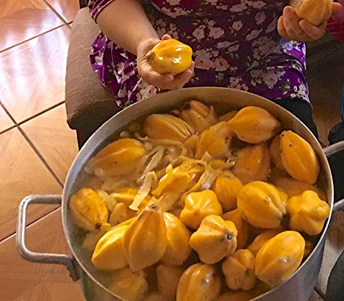 Potseed Keimfutter: 80 Seeds: USA Organic Cobquecura Papaya 20-160 Seeds Potseed Keimfutter: 80 Seeds: USA Organic Cobquecura Papaya 20-160 Seeds von Potseed