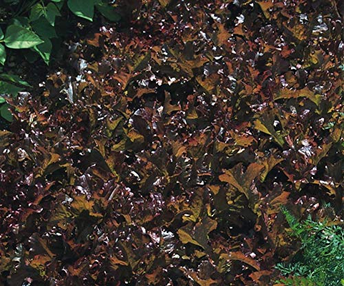 Potseed Organic Seed - Gemüse -Lettuce Red Salatschüssel Pictorial-Pack Potseed Organic Seed - Gemüse -Lettuce Red Salatschüssel Pictorial-Pack von Potseed