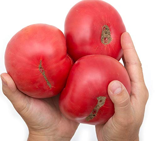 Potseed Riesentomatensamen Rosa 10 Bio Potseed Riesentomatensamen Rosa 10 Bio von Potseed
