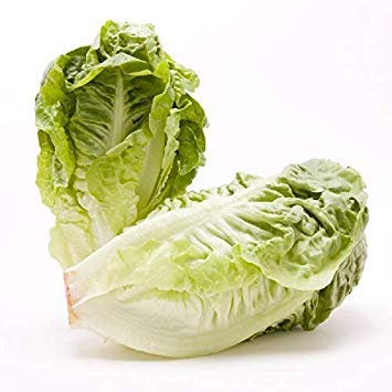 Potseed Salat 12750 Little Gem Seeds - UK Potseed Salat 12750 Little Gem Seeds - UK von Potseed