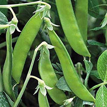 Samen Keimung: 100 - Bohnen: Norli Zucker Pod Erbsensamen - A True Französisch Grün mangetout !!! Sehr lecker!!!! Samen Keimung: 100 - Bohnen: Norli Zucker Pod Erbsensamen - A True Französisch Grün mangetout !!! Sehr lecker!!!! von Potseed