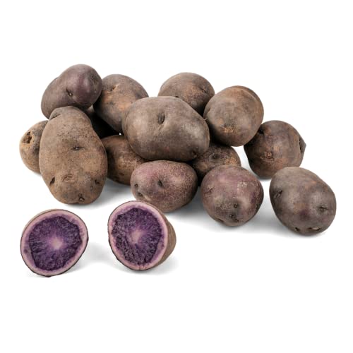 Bio Blaue Kartoffeln aus Deutschland | Bio Blaue Trüffelkartoffeln | Bio Gourmet Speisekartoffeln in Blau - vorwiegend festkochend (800 g) von Quast Meerrettich