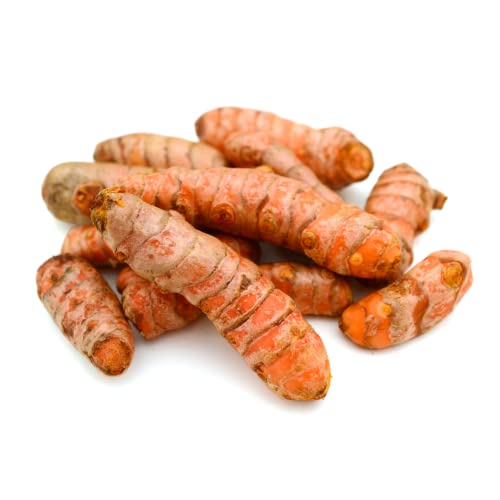 Bio Kurkuma | Frischer Bio-Kurkuma | Fresh organic Turmeric (100 g) von Quast Meerrettich