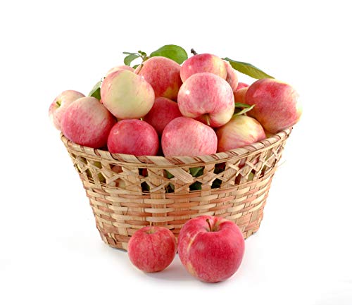 Futteräpfel | Frische Äpfel fürs Pferd - aus regionalem Anbau (1 KG) von Quast Meerrettich