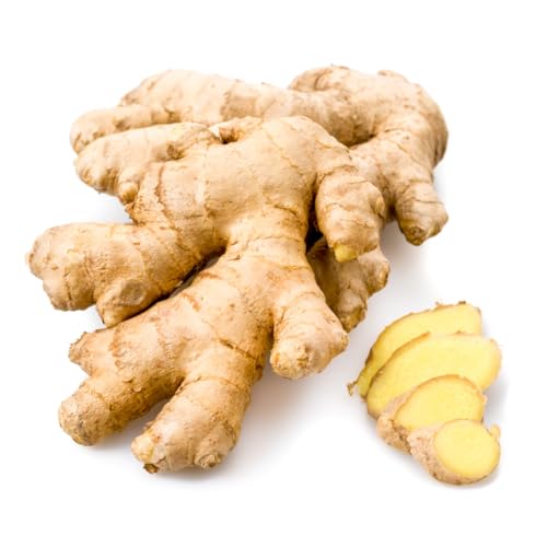 Ingwer | Frischer Ingwer | Fresh Ginger [pro Kilo] von Quast Meerrettich