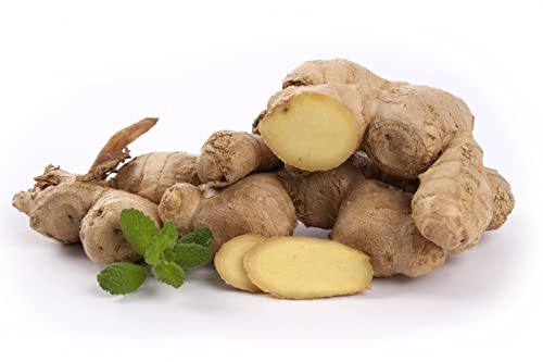 Ingwer | Frischer Ingwer aus konventionellem | Fresh Ginger (Konventionell, 100 g) von Quast Meerrettich