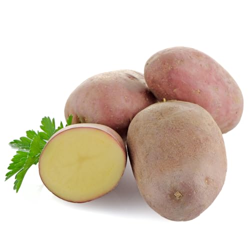 Kartoffeln | Sorte Laura | Rotschalige Speisekartoffeln aus der aktuellen Ernte vorw. festkochend/halbmehlig (2,50 KG) von Quast Meerrettich