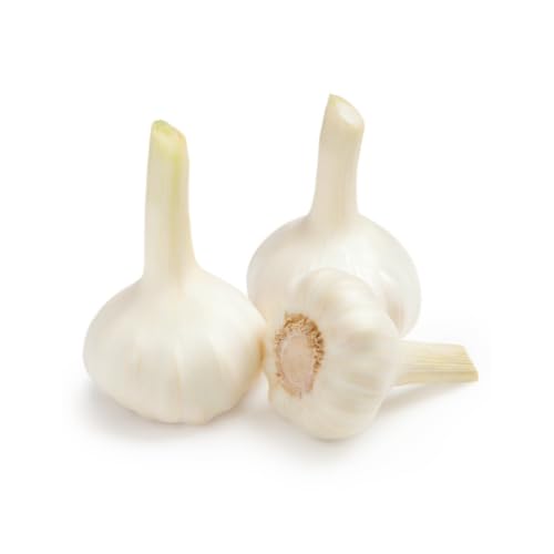 Knoblauch | Frischer Knoblauch | 1x Kilo Knoblauchknollen (1000 g) von Quast Meerrettich