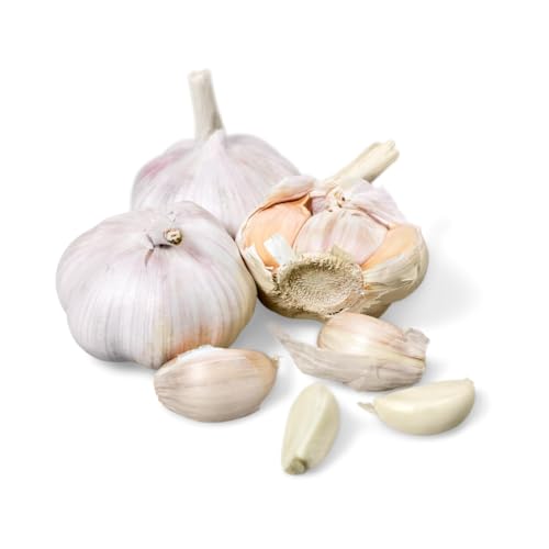 Knoblauch | Garlic | Ajo (250 g) von Quast Meerrettich