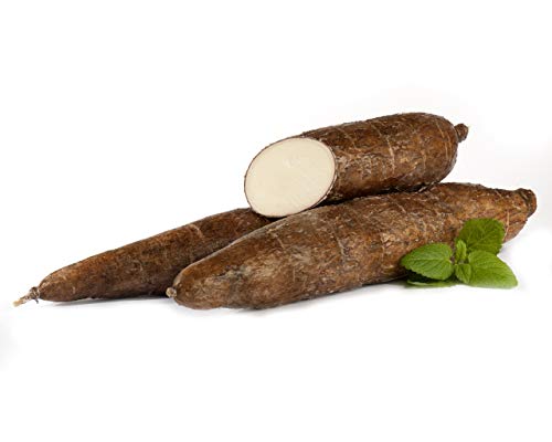 Maniok | Frischer Maniok | Fresh Cassava | Yuca Fresca |pro Knolle mit ca. 300 - 700 g Gewicht} von Quast Meerrettich
