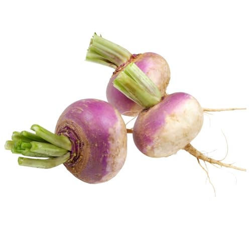 Steckrüben | Frische Kohlrüben | Runkelrüben (2,5 kg) von Quast Meerrettich
