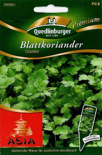 Blattkoriander, Cilantro von Quedlinburger