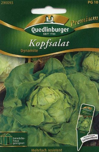 Kopfsalat, Dynamite von Quedlinburger