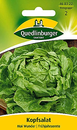 Kopfsalat Mai Wunder | Frühjahrsernte (Lactuca sativa) Standardsaatgut EG-Norm von Quedlinburger