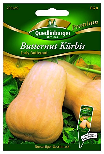 Kürbis Butternut- Early Butter - Cucurbita moschata QLB Premium Saatgut Kürbis von Quedlinburger