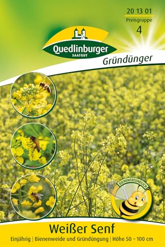 Quedlinburger 201301 Senf weißer (50 g) (Gründünger) von Quedlinburger