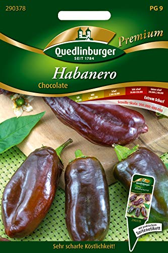 Quedlinburger 290378 Chili Habanero Chocolate (Chilisamen) von Quedlinburger
