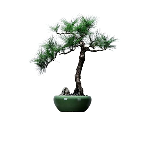 SHOUKAII Künstlicher Bonsai-Baum, künstliche Topfpflanzen, Keramik-Topf-Desktop-Dekoration, Ornamente, geeignet for Wohnzimmer, Arbeitszimmer, Teestube, gefälschte Topfpflanze von SHOUKAII