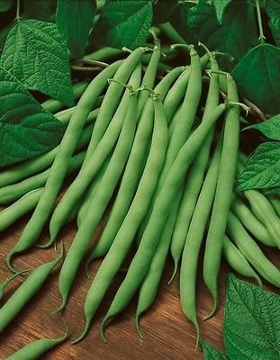 10 Samen Bush Blue Lake 274 Beans Grüne String von SVI