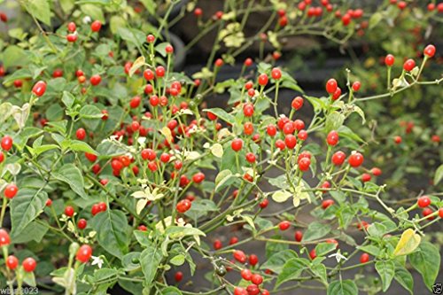 10 Samen Wüste Tepin Chili"Mutter aller Peppers" - Super HOT - 250.000 Scoville Einheit 10 Samen Wüste Tepin Chili"Mutter aller Peppers" - Super HOT - 250.000 Scoville Einheit von SVI