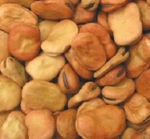 15 Fava Bohnen-Samen Riesenbohnensamen von SVI