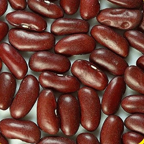 150 Dark Red Kidney Dry Bean Samen von SVI