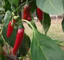 25+ Organic Garden Salsa Premium-Pfeffer-Samen-D 83 25+ Organic Garden Salsa Premium-Pfeffer-Samen-D 83 von SVI