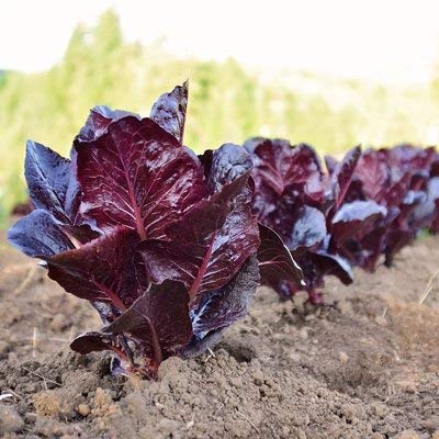250 Samen Pelletierte von Marshall Salat Organic & Pelletierte von SVI
