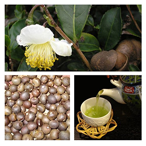 5 Samen Japanische Grüner Tee Camellia sinensis FRESH SEEDSGrow Ihren eigenen Tee CombSH A88 von SVI