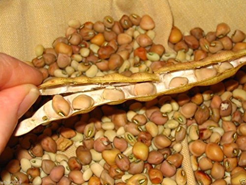 500 Cowpeas Seed (Vigna unguiculata) AKA Felderbsen, Stock Erbsen und Süd-Erbsen von SVI