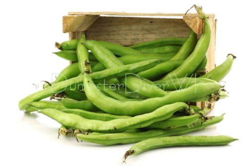 Broad Windsor Fava Bohnen Organische Heirloom 10 Große Viertel Sized Samen Non-GMO Broad Windsor Fava Bohnen Organische Heirloom 10 Große Viertel Sized Samen Non-GMO von SVI