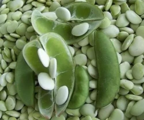 Cangreen Bush Lima Bean Erbstück Non-GMO-Bohnen Gemüse Hülsenfrucht Garden Seeds von SVI