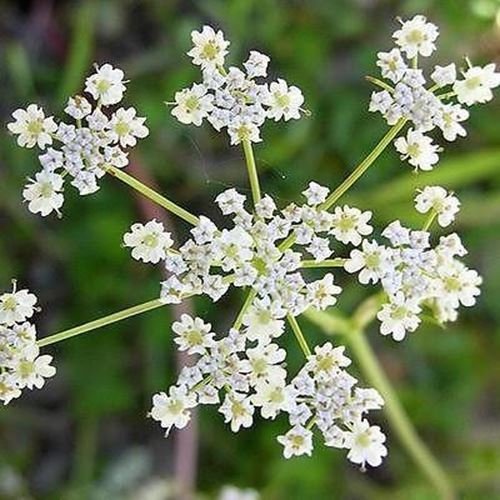 Caraway Kräutersamen (Carum Carvi) 200 + Seeds von SVI