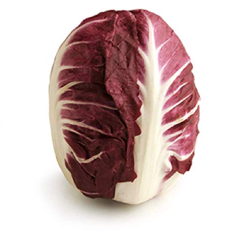 Endiviensalat Radicchio Rossa Di Verona Chicorée 1000 Samen Italienisch Erbstück von SVI