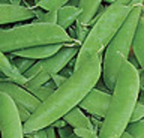 Erbstück SUGAR DADDY Schnellerbsen ORGANIC❋150 SEEDS❋Productive❋Stringless Erbstück SUGAR DADDY Schnellerbsen ORGANIC❋150 SEEDS❋Productive❋Stringless von SVI