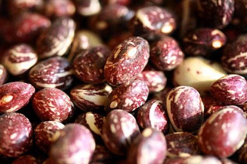 Gute Mutter Stallard Pole Bean Seeds - 50 Samen - Heirloom von SVI