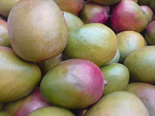 Mango-Frucht (Mangifera indica) Gemeinsame Indian Mango Tree Seed von SVI