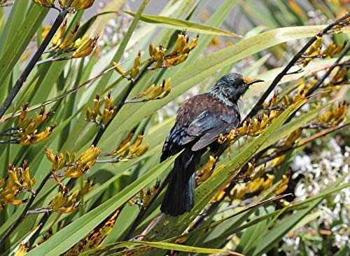 Phormium colensoi | Neuseeland Berg Flachs | 20_Seeds Phormium colensoi | Neuseeland Berg Flachs | 20_Seeds von SVI