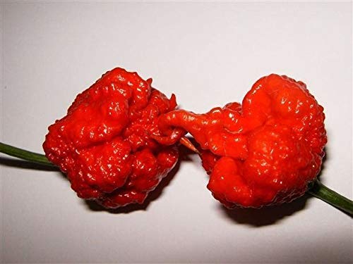 Portal Cool 25 Premium- Reaper Pepper Samen, Weltheißeste Pepper - C 080 Portal Cool 25 Premium- Reaper Pepper Samen, Weltheißeste Pepper - C 080 von SVI