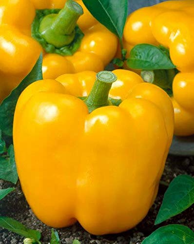 Portal Cool Samen Paket: Light Spicy: 10 / 40Pcs Peter Pepper Chili Mehrfarbiger Dekorpfeffer sät Gemüse Ehe8 Portal Cool Samen Paket: Light Spicy: 10 / 40Pcs Peter Pepper Chili Mehrfarbiger Dekorpfeffer sät Gemüse Ehe8 von SVI