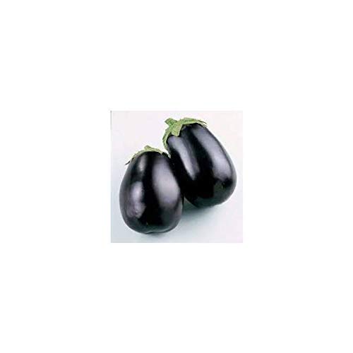Portal Cool Samen der Bio-Aubergine Black Beauty Portal Cool Samen der Bio-Aubergine Black Beauty von SVI