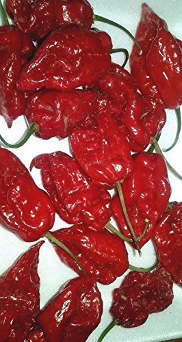 Red Habanero-Pfeffer Seeds - COMB. SCH! Sehen Sie unseren Speicher! von SVI