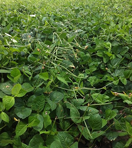 Red Ripper Süd Pea Cowpea Erbstück Garten Gemüse Hülsenfrucht - 25 Samen Red Ripper Süd Pea Cowpea Erbstück Garten Gemüse Hülsenfrucht - 25 Samen von SVI