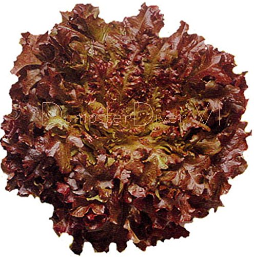 Red Salatschüssel Organic LETTUCE 200+ Samen Great 4 gemischte Salate Erbstück NON-GMO Red Salatschüssel Organic LETTUCE 200+ Samen Great 4 gemischte Salate Erbstück NON-GMO von SVI