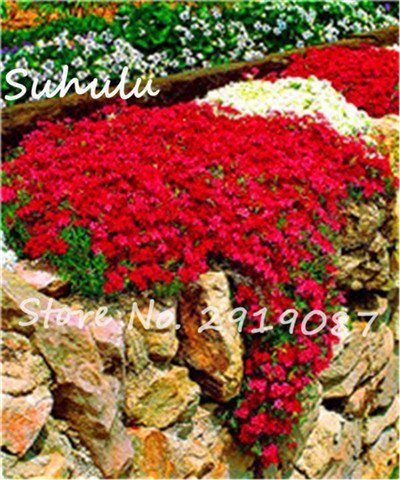 SVI Cheap 200 Pcs rainbow ROCK CRESS Seeds or Creeping Thyme Seeds Perennial Ground cover beautiful flower Natural growth 1 von SVI