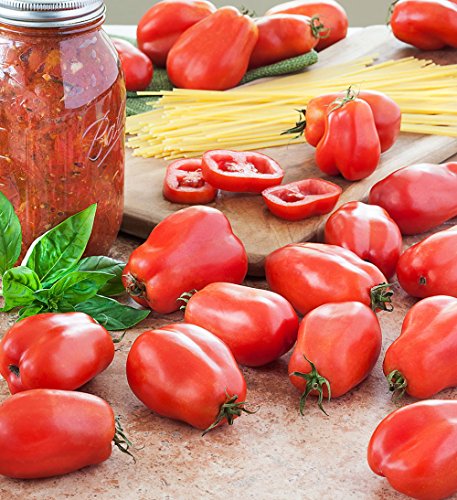 San Marzano Tomaten 25 Samen - Sehr Gut für Sauce! San Marzano Tomaten 25 Samen - Sehr Gut für Sauce! von SVI