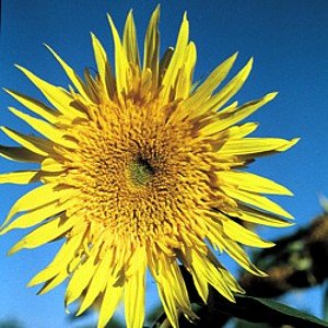 Starburst Aura Sunflower Seeds 25 - NEU! Superstar Starburst Aura Sunflower Seeds 25 - NEU! Superstar von SVI